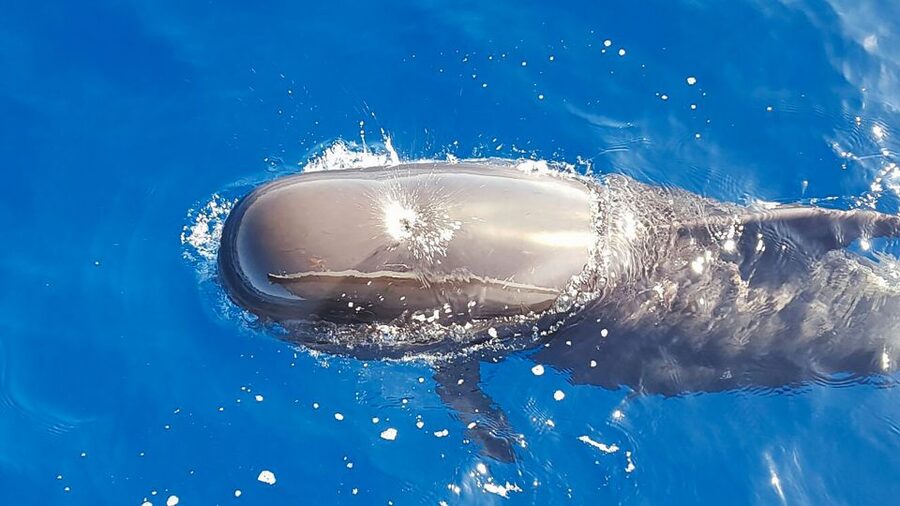 Tenerife: Sailboat Tour Whale Watching Food and Snorkeling - Why this boat feels different from a standard whale trip
