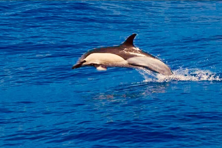 Tenerife: Sailboat Tour Whale Watching Food and Snorkeling - Booking details worth knowing before you go