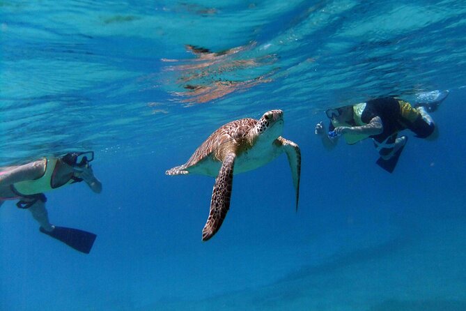 Turtle Cove Catamaran Snorkel and Sail at Little Buck Island STT - What you see at Turtle Cove
