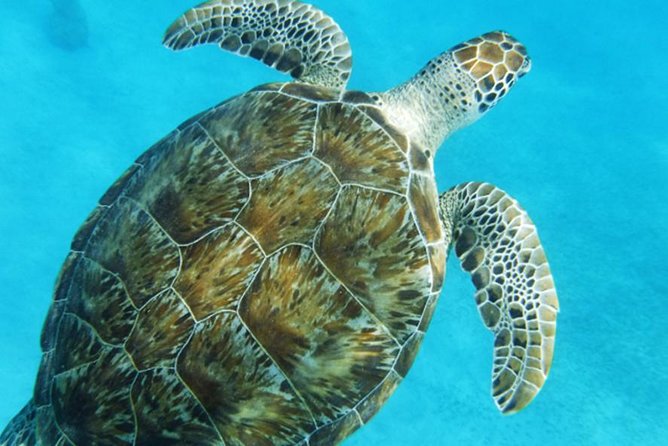 Turtle Cove Catamaran Snorkel and Sail at Little Buck Island STT - Time in the water, then time at the bar