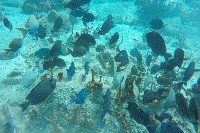 Turtle Cove Catamaran Snorkel and Sail at Little Buck Island STT - Who should book this catamaran trip?