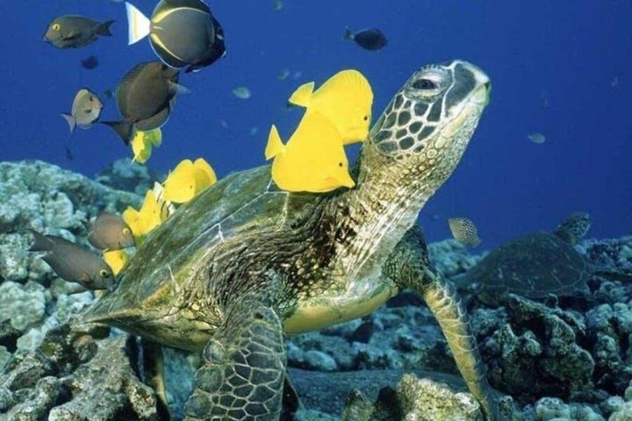 Waikiki Beach: Turtle Snorkeling and Sailing on Hāwea - Hāwea is part of the experience