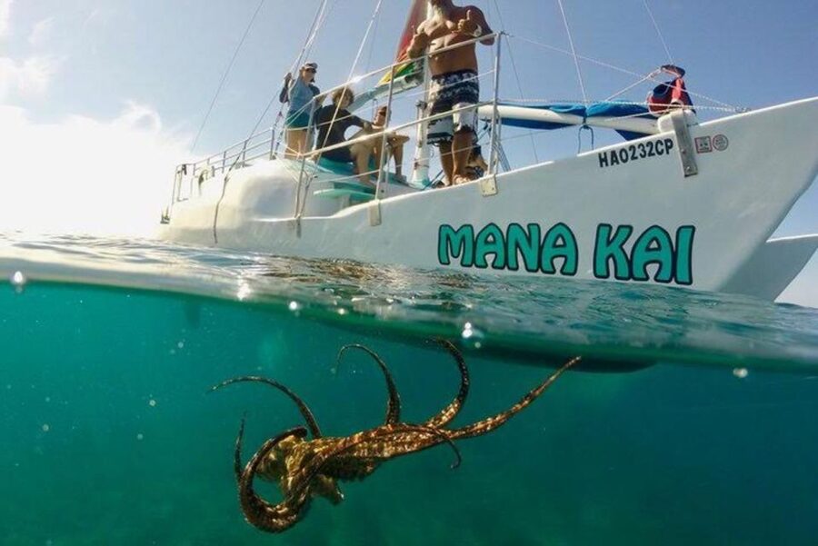 Waikiki Beach: Turtle Snorkeling and Sailing on Hāwea - Is $84 a fair price?