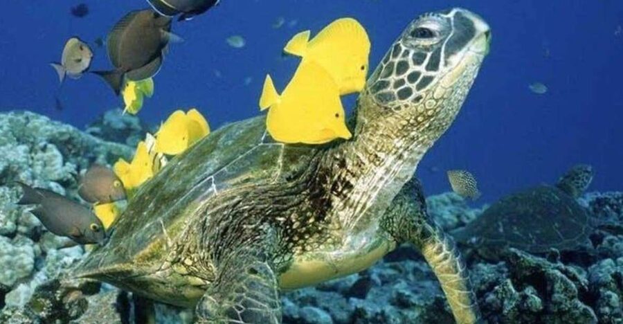 Waikiki Beach: Turtle Snorkeling and Sailing on Hāwea - Meeting Hāwea behind the Duke Kahanamoku Statue