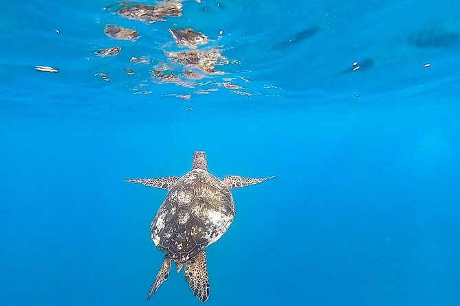 Waikiki Turtle Snorkel and Sail on Hawea Catamaran - Morning or afternoon timing