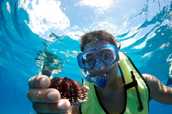 West Oahu Dolphin Watch and Snorkel Sail with Lunch - What the dolphin guarantee really means