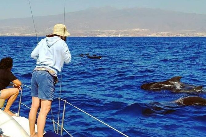 Whale and Dolphin Small Group Sailing from Tenerife South - Heading offshore to find pilot whales