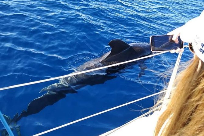 Whale and Dolphin Small Group Sailing from Tenerife South - Returning toward shore for swimming and snorkeling