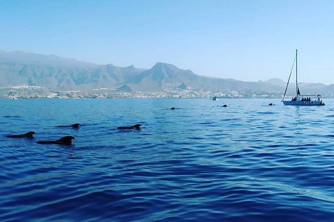 Whale and Dolphin Small Group Sailing from Tenerife South - Breakfast, snacks, and drinks on a three-hour sail