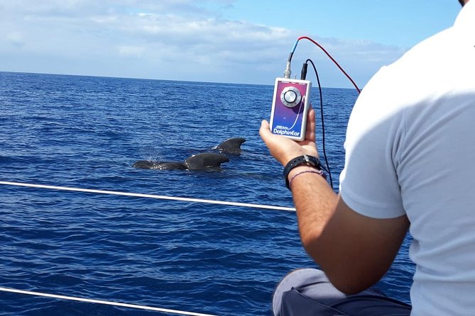 Whale and Dolphin Watching Sailing Boat with Drinks, Snacks and Swimming Time - Comfort, safety, and seasickness