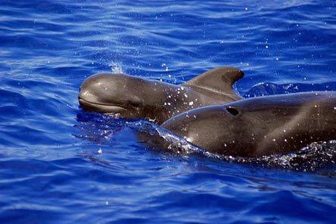 Whale and Dolphin Watching Sailing Boat with Drinks, Snacks and Swimming Time - Leaving Puerto Colón for Tenerife’s whale waters