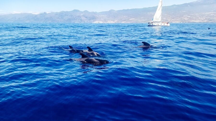 Whale and Dolphin Watching Sailing Tour – Los Gigantes (3H) - Sailing from Los Gigantes on El Mojo Picón