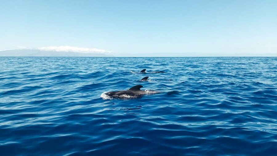 Whale and Dolphin Watching Sailing Tour – Los Gigantes (3H) - Swimming and snorkeling beneath the 600-meter cliffs