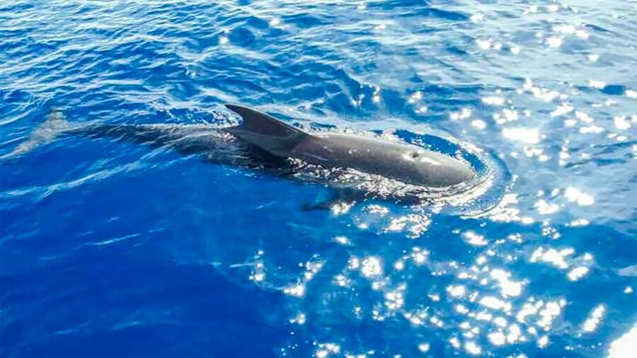 Whale and Dolphin Watching Sailing Tour – Los Gigantes (3H) - Cold tapas, fruit, and drinks on the return sail