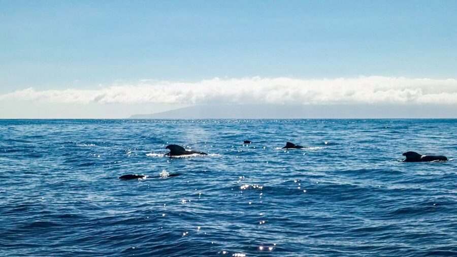 Whale and Dolphin Watching Sailing Tour – Los Gigantes (3H) - What the $76 price includes