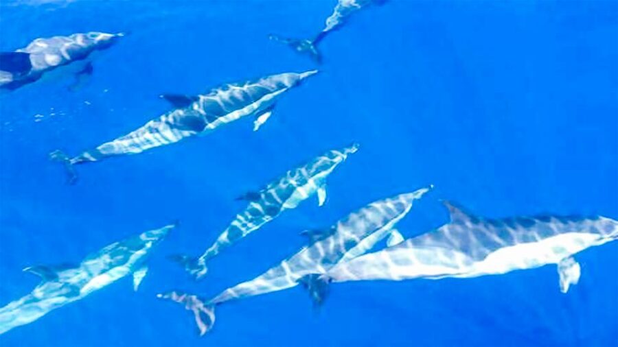 Whale and Dolphin Watching Sailing Tour – Los Gigantes (3H) - Whale and dolphin watching in the Teno-Rasca Marine Reserve