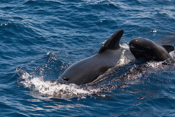 Whales & Dolphins watching in exclusive sailboat - Watching pilot whales and dolphins