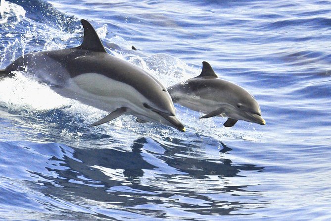Whales & Dolphins watching in exclusive sailboat - Is $71.35 good value?